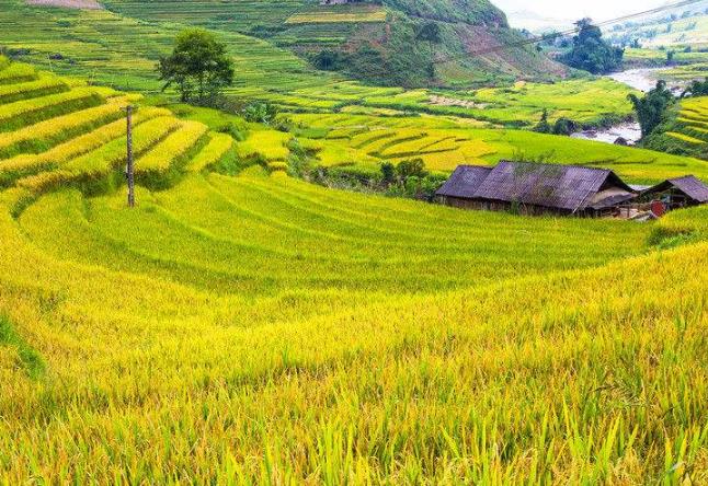 中國農(nóng)業(yè)未來五大發(fā)展趨勢(shì)