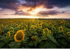 現代農業(yè)產業(yè)園區(qū)規(guī)劃與創(chuàng)建要點全解讀