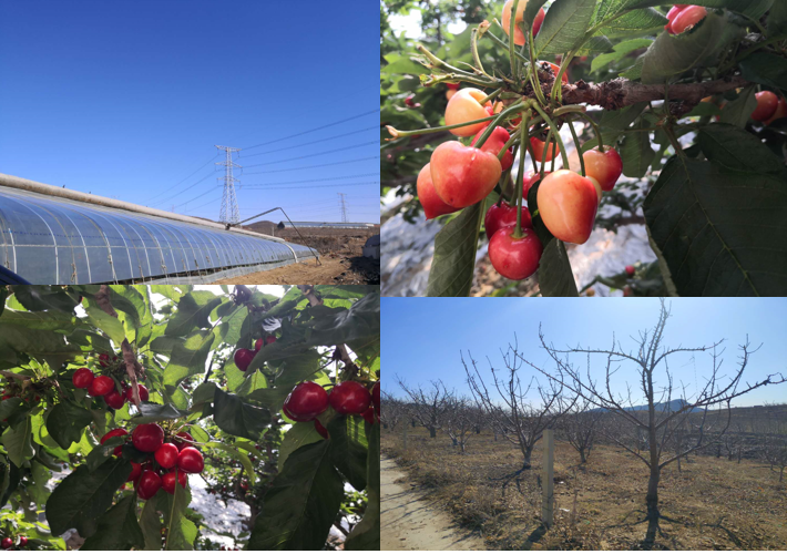 依托海參和大櫻桃兩大優(yōu)勢特色產(chǎn)業(yè)，瓦房店市開啟創(chuàng)建國家現(xiàn)代農(nóng)業(yè)產(chǎn)業(yè)園新篇章