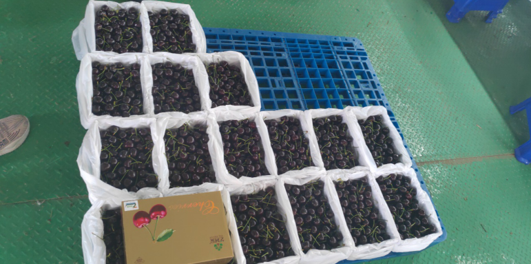 補足短板，迎頭趕上—瓦房店國家現(xiàn)代農業(yè)產業(yè)園再出發(fā)