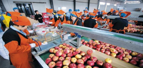 依托蘋果和香菇兩大特色優勢產業，萬榮縣積極申創國家農業現代化示范區